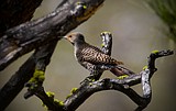 Audubon field trip set for April 21