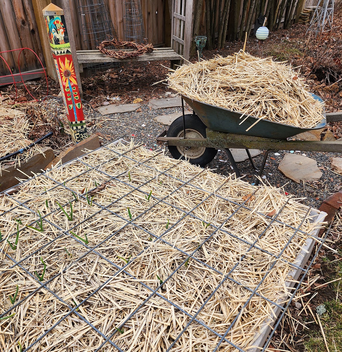 Remove thick layers of mulch from garden beds so they can warm up faster in the spring. About half of the straw mulch was removed from this bed of overwintered garlic.