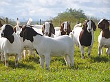Treating and preventing urinary stones in goats