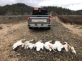 Six swans shot, killed near Saint Maries