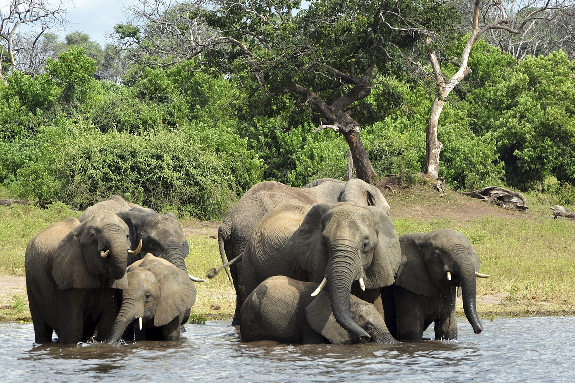 Elephants in the Chobe National Park in Botswana on March 3, 2013. In Africa's Okavango delta, drilling for oil exploration, as well as human-caused climate change, has altered the landscape that so many people and wildlife species rely on. Nearby Chobe National Park has seen a decline in river quality partly due to its burgeoning tourism industry, a study found. (AP Photo/Charmaine Noronha, File)