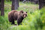 Prepare and be bear aware