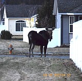 Moose in Hawk's Nest; Elk off Rimrock