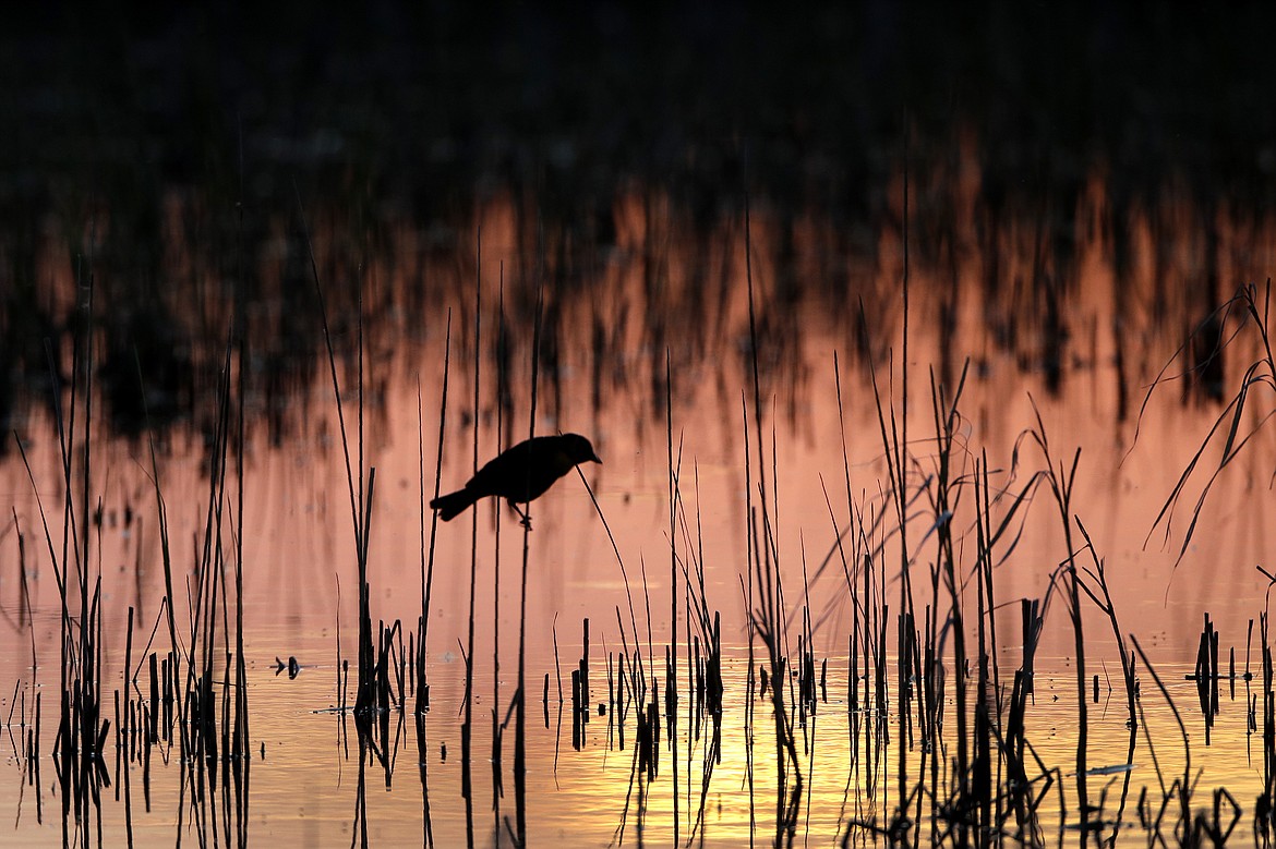 FILE - A Yellow-headed blackbird perches in a wetland on June 20, 2019, near Menoken, N.D. A federal judge on Wednesday, April 12, 2023, temporarily blocked a federal rule in 24 states that is intended to protect thousands of small streams, wetlands and other waterways throughout the nation. (AP Photo/Charlie Riedel, File)