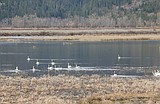 Swan shooter remains at large