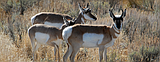 Pronghorn plan still open for feedback