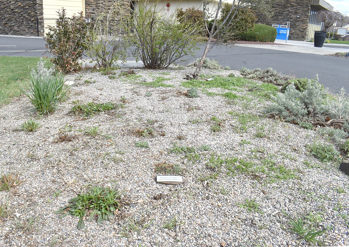 The Sixth Annual Columbia Basin Eco-Gardening Symposium will include information on creating drought-resistant landscapes like this demonstration garden outside the Moses Lake Public Library, maintained by the Washington State University Extension Grant-Adams Master Gardeners.