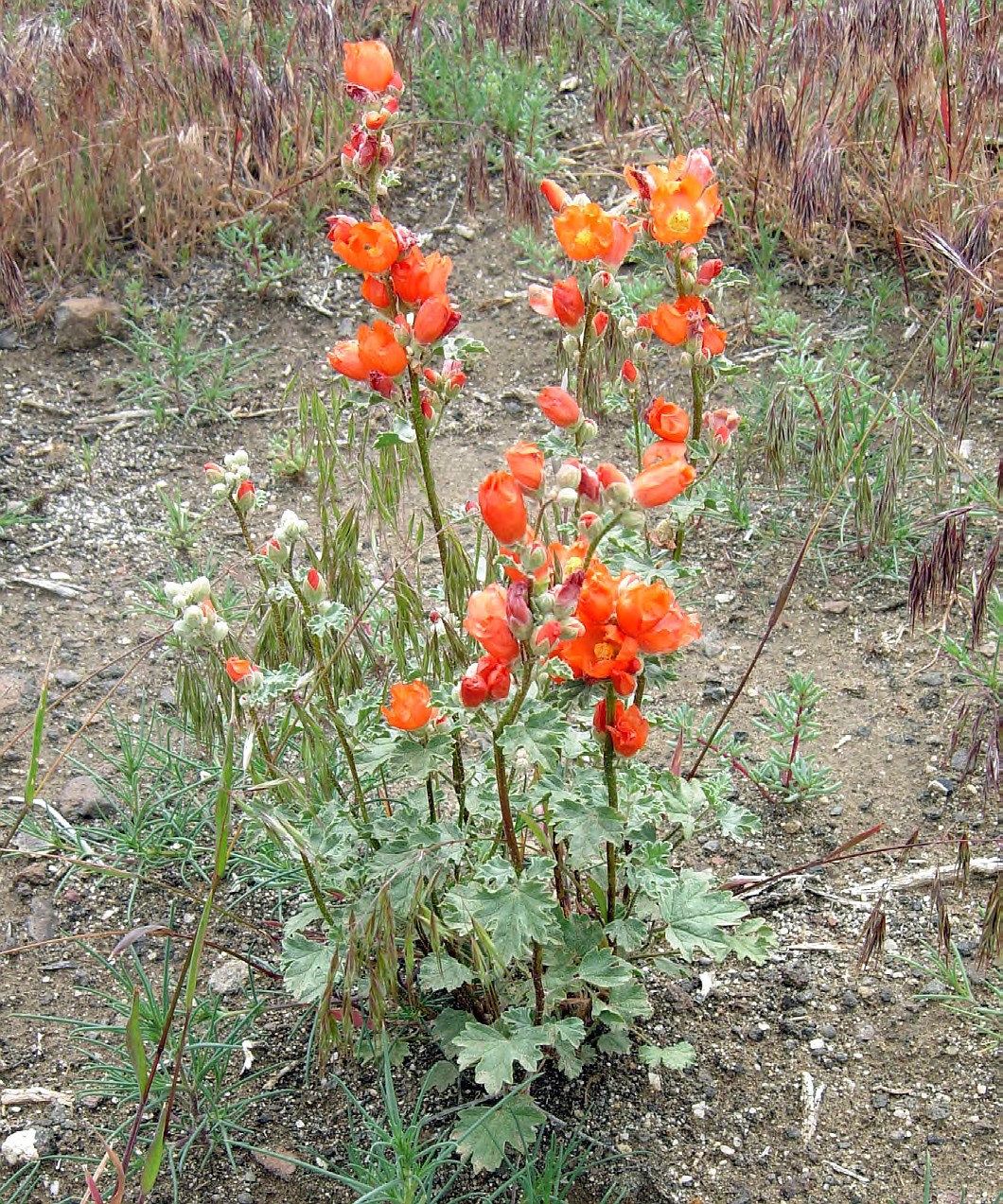 Munro’s globemallow, shown here, is one of the low-water-use plants native to the Columbia Basin. It’s the only orange-colored flower native to the area, according to Dinah Rouleau, project manager with the Columbia Basin Conservation District.