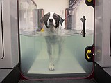 Exploring physical rehabilitation for dogs