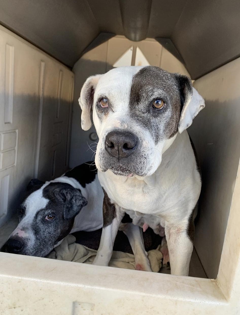 Here we have Iggy, a 14-year-old female, and Giselle, a 12-year-old female. Both were surrendered because “they were too old” and it just breaks our hearts. They came out of horrific living conditions, absolutely love people and are OK with dogs and cats. They are a bonded pair as both of them are deaf and they are reliant on each other. Anyone interested in adopting these treasurers should call Grant County Animal Outreach at 509-762-9616 to learn the whole story of Iggy and Giselle. Just because some dogs are older than others does not mean they are done. These two have lots of love and life to share.