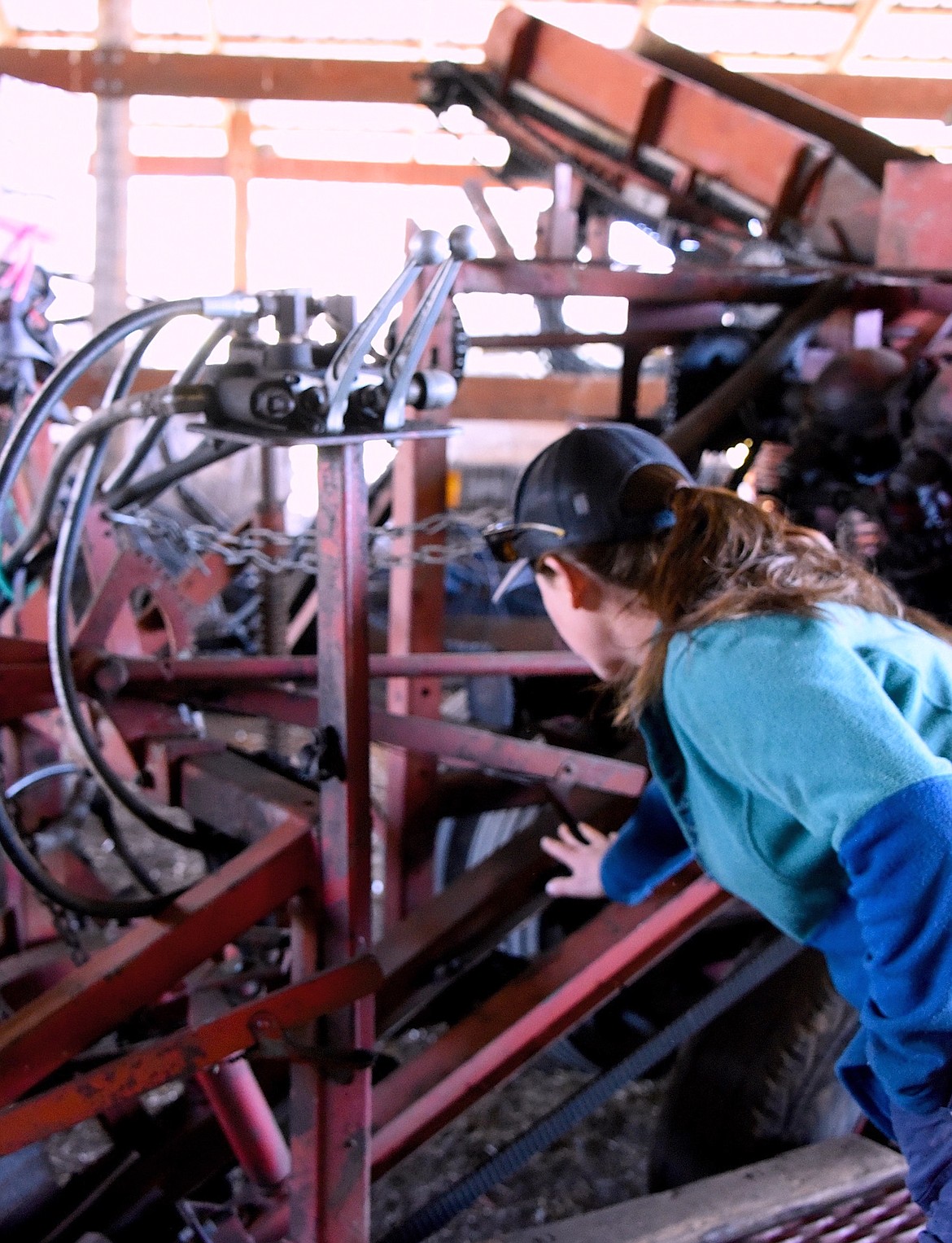 Kaly Hess checks Harlequin Organic Produce's 1950's-60's era carrot harvester. (Berl Tiskus/Leader)