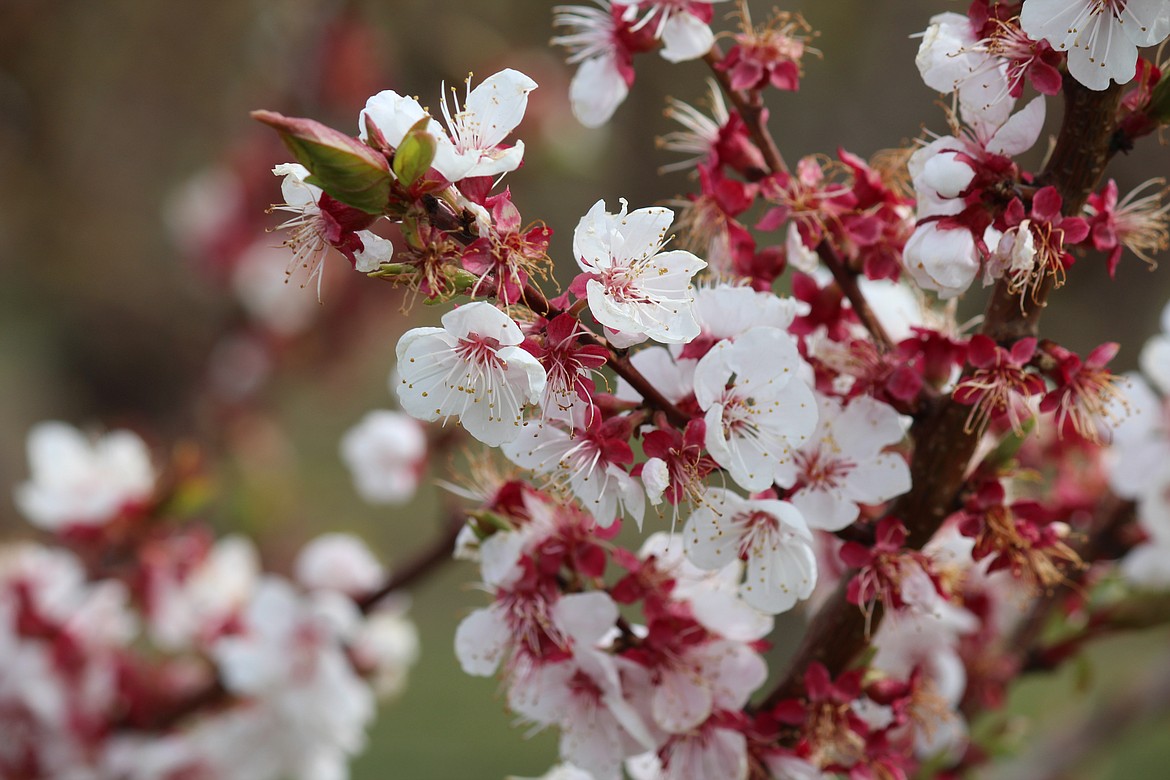 Early blossoms fill the branch of a fruit tree in an orchard near Mattawa Saturday morning.