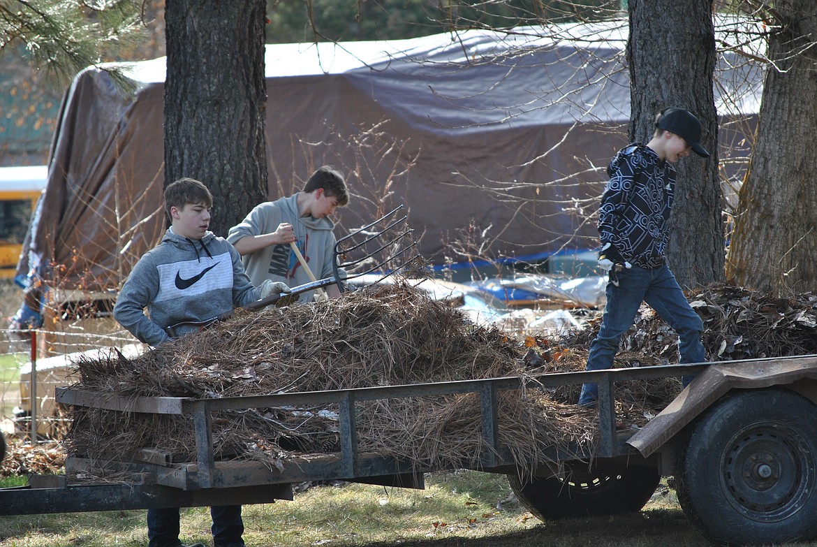 On Friday, April 14, students from St. Regis School spent the day sprucing up town as part of their spring Beautification Day event. Junior High and High School students headed to the St. Regis Community Park to rake, pick up trash, and haul off brush piles. Braydon Arbogast heaves a pitchfork full of pine needles into a trailer. (Amy Quinlivan/Mineral Independent)