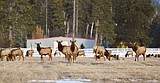 Elk herd squeezed by development