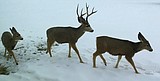 Long winters cause high stress in big game