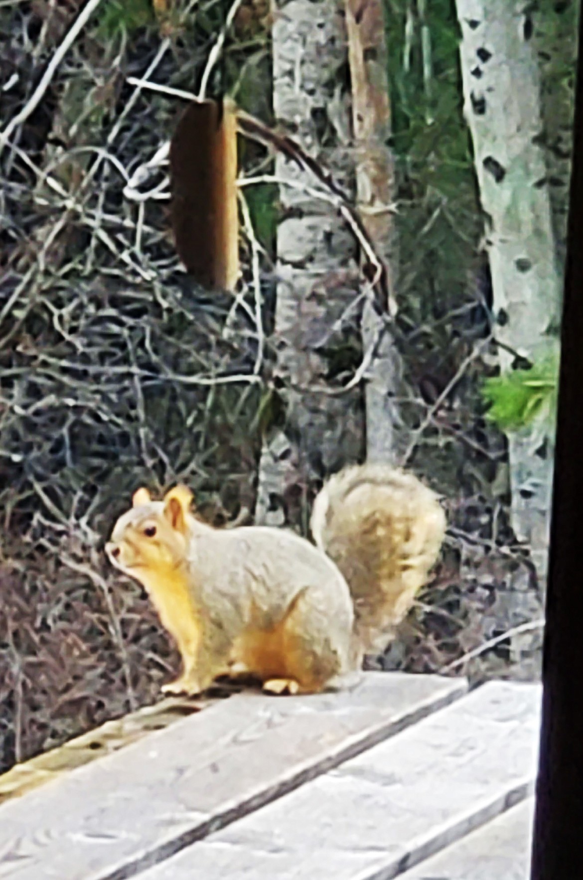 Tracy Russell shared this Best Shot of a recent furry visitor to the family's home. If you have a photo that you took that you would like to see run as a Best Shot or I Took The Bee send it to the Bonner County Daily Bee, P.O. Box 159, Sandpoint, Idaho, 83864; or drop them off at 310 Church St., Sandpoint. You may also email your pictures in to the Bonner County Daily Bee along with your name, caption information, hometown and phone number to news@bonnercountydailybee.com.