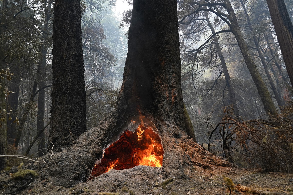 Fire burns in the hollow of an old-growth redwood tree in Big Basin Redwoods State Park, Calif. The Biden administration has identified more than 175,000 square miles of old growth and mature forests on U.S. government lands. The Associated Press obtained details on the government's first-ever national inventory of older forests in advance of their expected public release on Thursday, April 20, 2023. (AP Photo/Marcio Jose Sanchez, File)