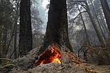 US plans new forest protections, issues old-growth inventory