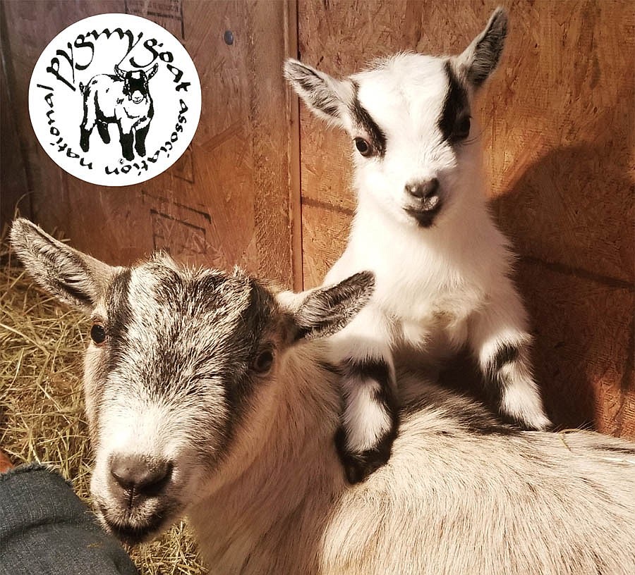 April 23 declared National Pygmy Goat Day Columbia Basin Herald