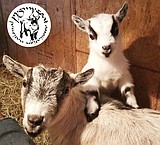 April 23 declared National Pygmy Goat Day