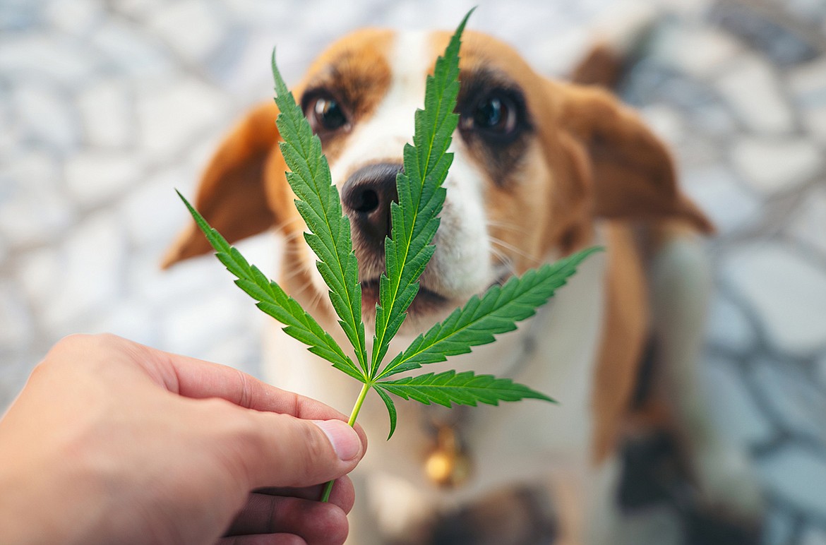 While marijuana is legal in Washington, that doesn't mean it is without risks. Responsible use of cannabis includes securing it from children - and pets.