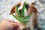WSU veterinarians: Marijuana is not pet-friendly