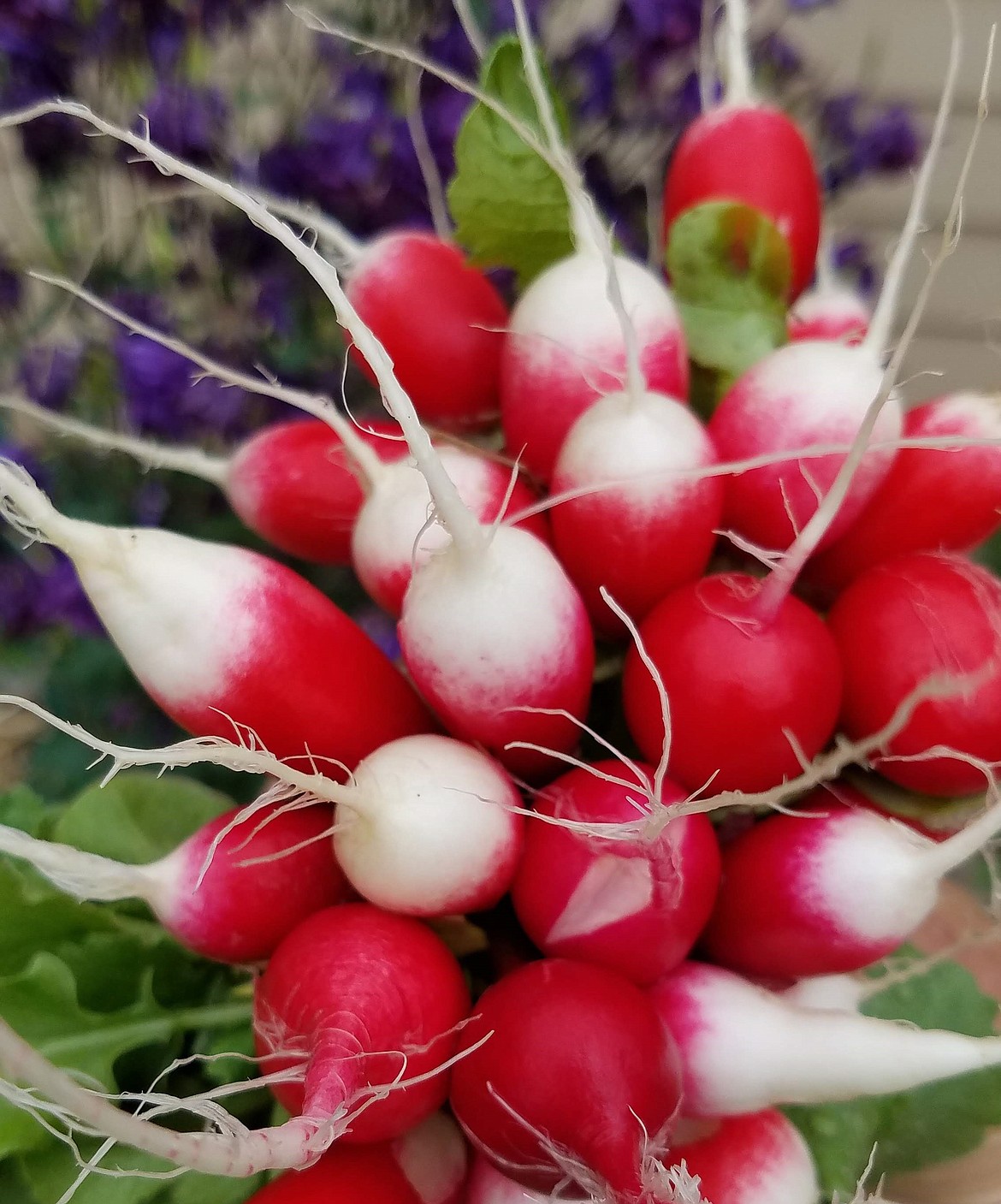 Many radish varieties are ready for harvest in under 30 days