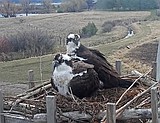 Help an osprey by collecting twine
