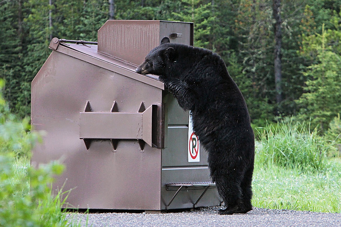 A black bear is seen rummaging through garbage. Idaho Fish & Game officials report that bears of all types are out and about already.