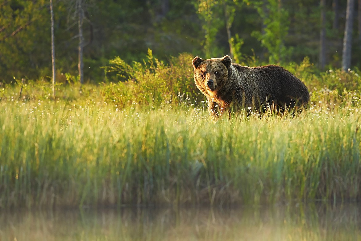 A grizzly bear is pictured in a field in this Idaho Department of Fish and Game photo. In 2022, IDFG officials reported an increased amount of human and grizzly encounters in the Panhandle region.