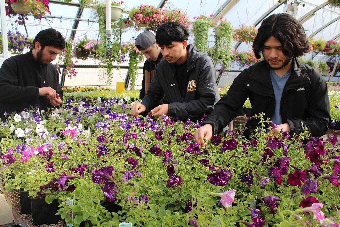 From left, Giovanni Mendoza, Emanuel Gonzalez, David Martinez and Jesus Gil deadhead the flowers in the Moses Lake High School greenhouse.