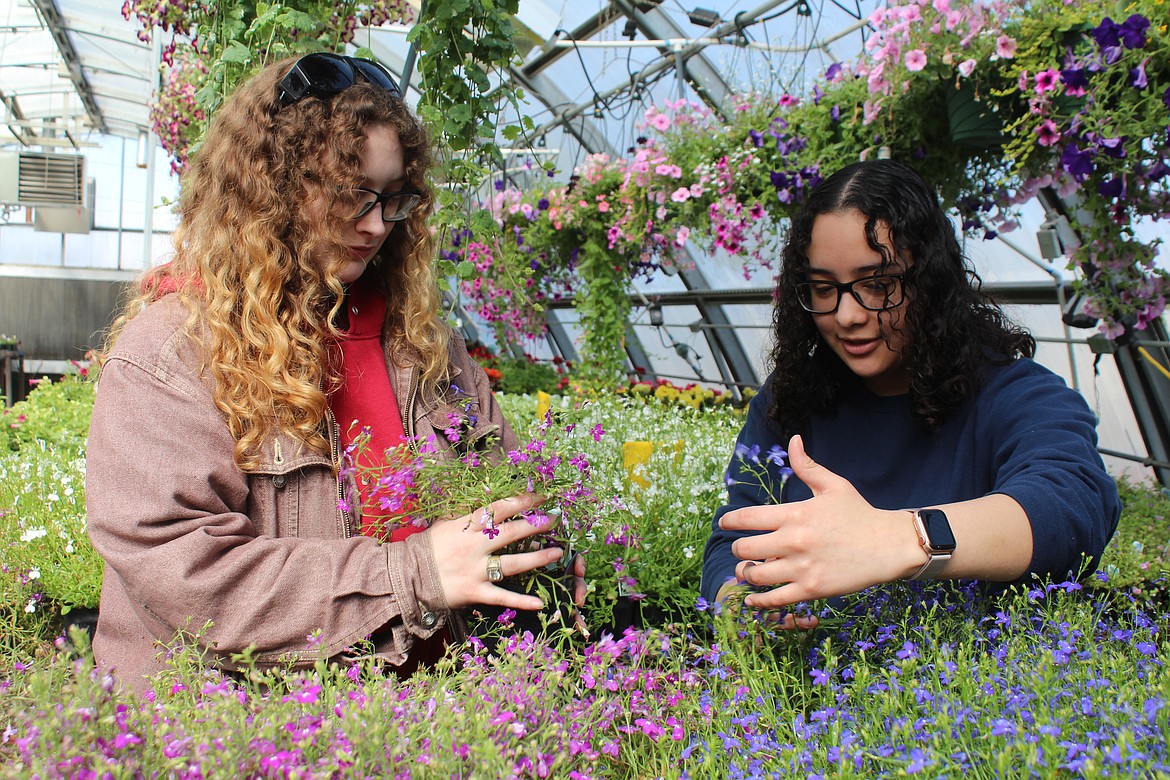 Nya Watson, left, and Leslie Gonzalez, right, check the plants in the MLHS greenhouse Monday.