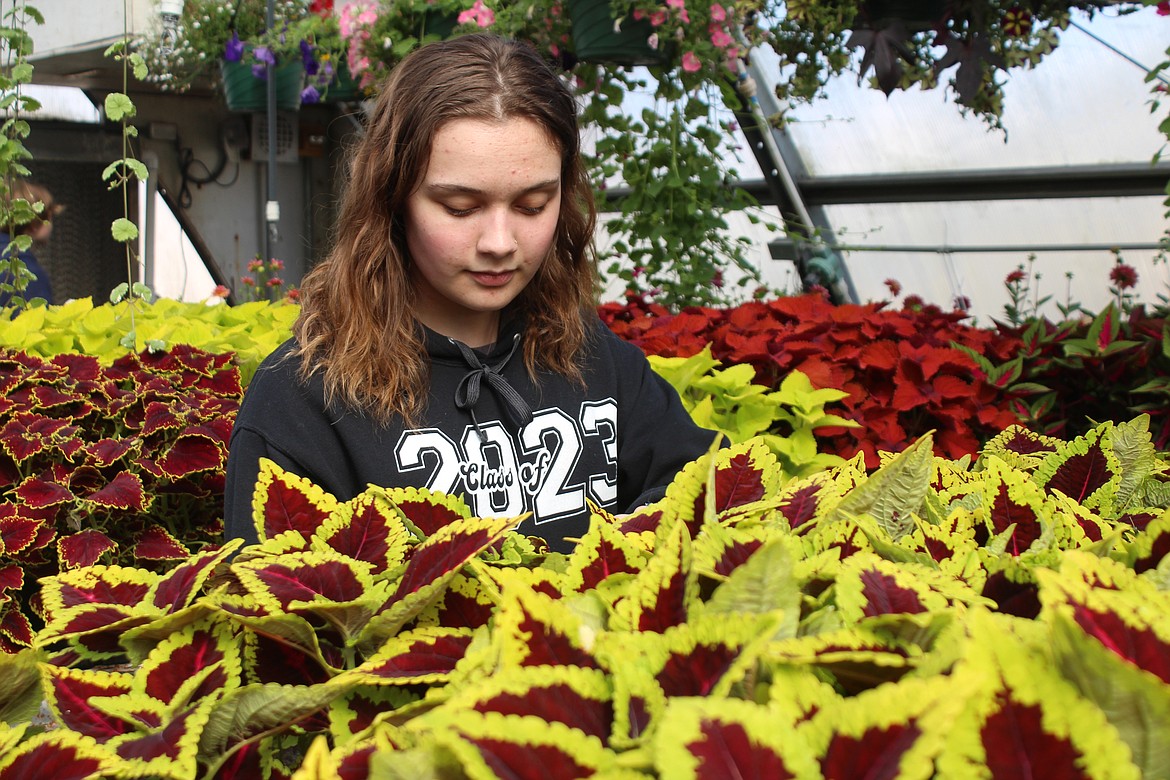 Kamiah Gaines works on maintenance among the ornamentals Monday, getting ready for this weekend’s plant sale.