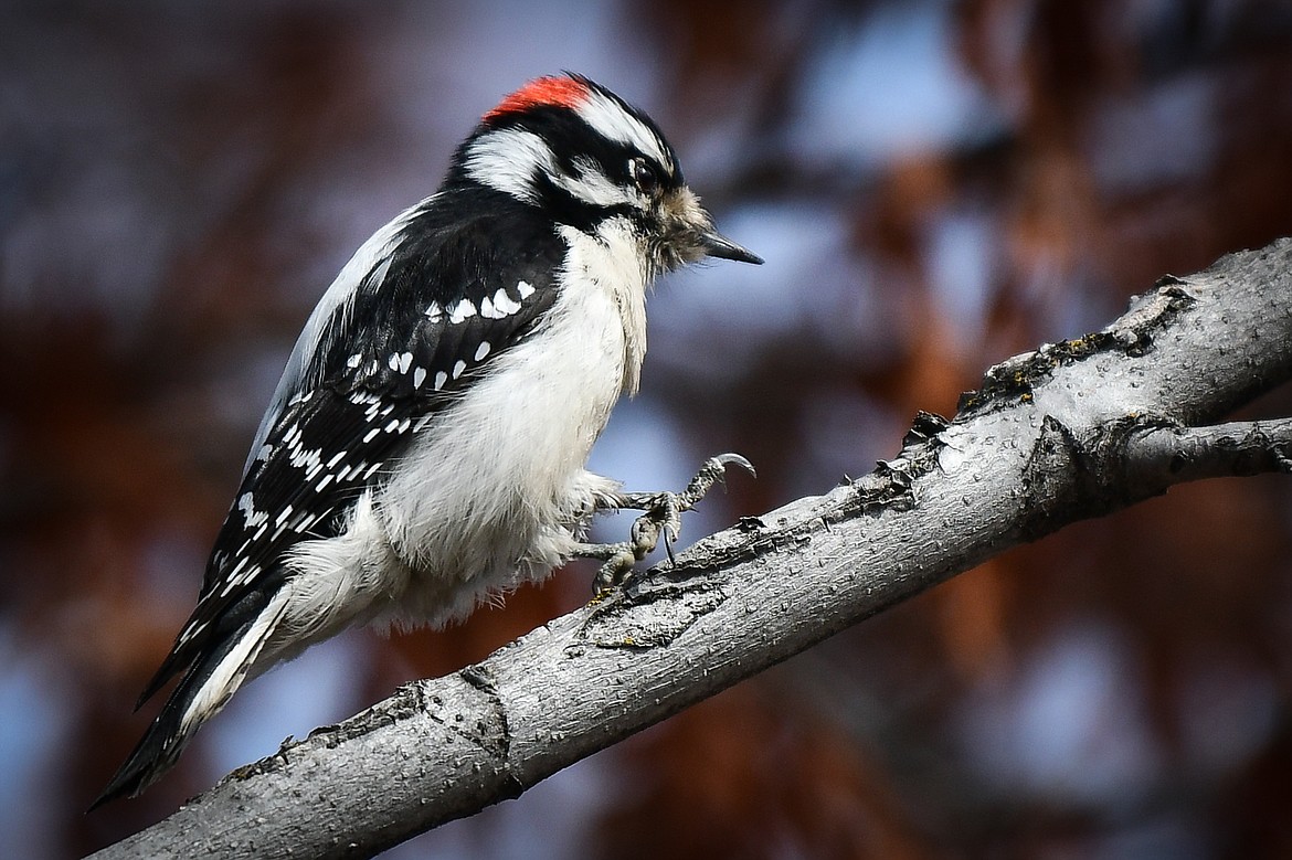 A downy woodpecker hops its way up a tree branch in Kalispell on Saturday, March 18. (Casey Kreider/Daily Inter Lake)