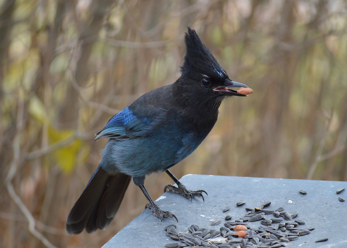 the-stellar-steller-s-jay-daily-inter-lake