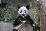China welcomes Ya Ya the panda home after 20 years abroad