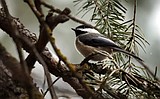A morning stroll with the Flathead Audubon Society