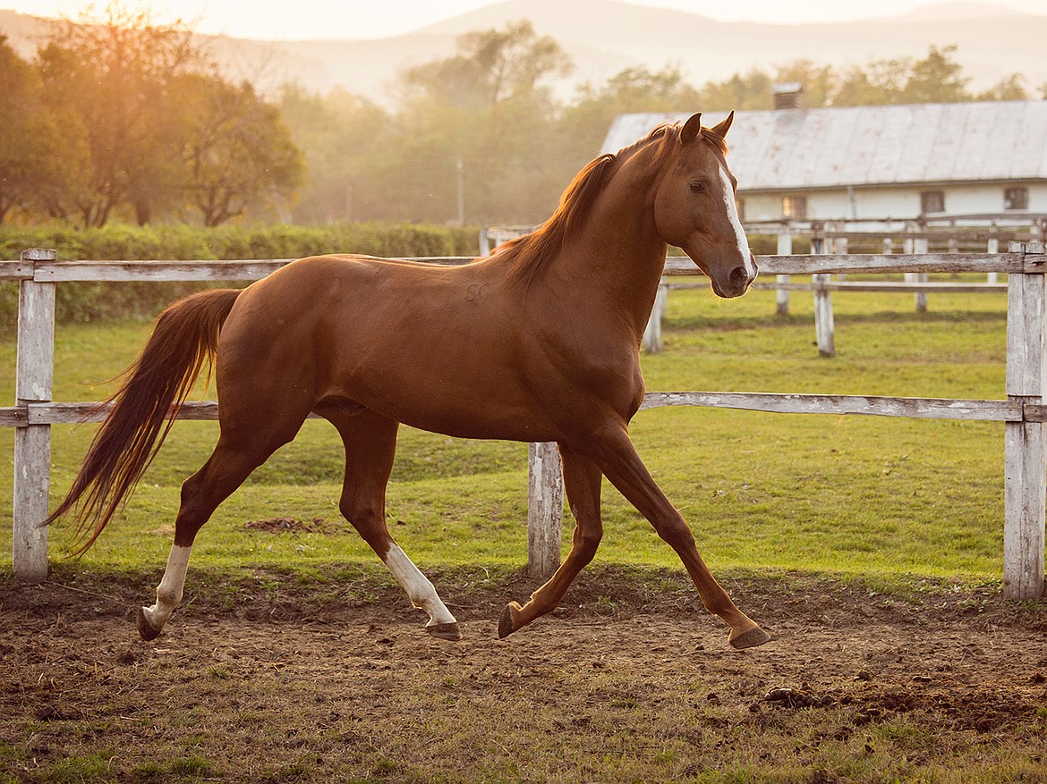 learn-to-evaluate-a-horse-s-health-at-home-columbia-basin-herald