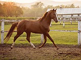 Learn to evaluate a horse's health at home