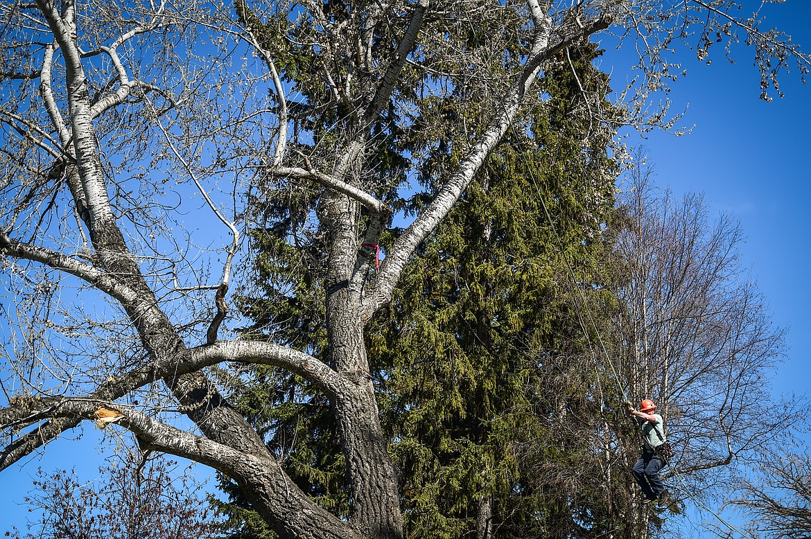 Rylan Smith, a journeyman tree trimmer with Flathead Electric Cooperative, swings from a tree branch over the Co-op's educational booth at the Arbor Day celebration at Woodland Park in Kalispell on Friday, April 28. (Casey Kreider/Daily Inter Lake)