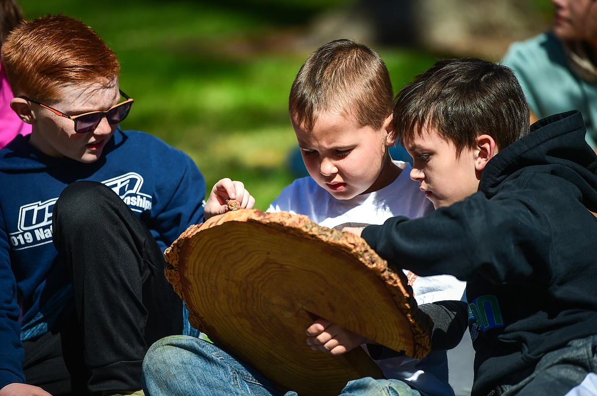 Third-grade students from Edgerton Elementary School teacher Lexi Gilbert's class examine a tree ring at the Department of Natural Resources and Conservation station at the Arbor Day celebration in Woodland Park in Kalispell on Friday, April 28. (Casey Kreider/Daily Inter Lake)