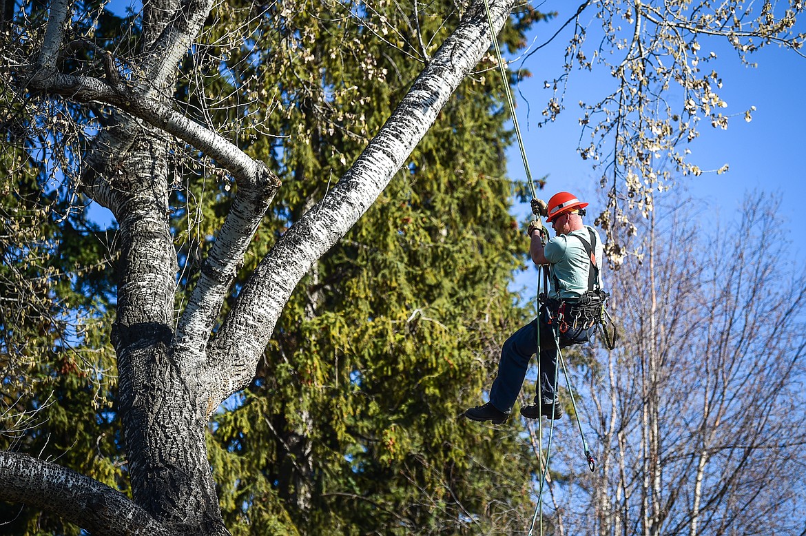 Rylan Smith, a journeyman tree trimmer with Flathead Electric Cooperative, swings from a tree branch over the Co-op's educational booth at the Arbor Day celebration at Woodland Park in Kalispell on Friday, April 28. (Casey Kreider/Daily Inter Lake)