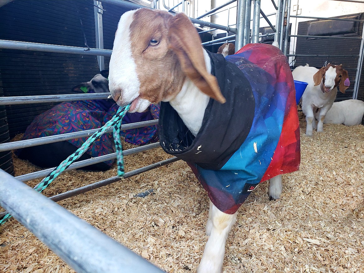 Afton Gnesa's goat isn't "halter broke" yet, so it spent a lot of time trying to eat its harness while Afton, 6, tried to shoo her away. Afton was preparing to show her goat and sheep in the 208 Qualifier at the Kootenai County Fairgrounds. The livestock competition opened with Ladies Night at 6 p.m. Friday and will close Sunday afternoon with a helicopter flight for the winners.