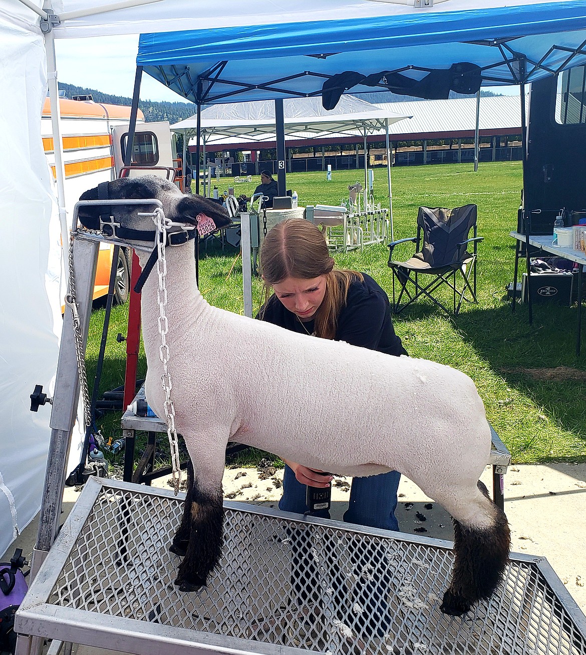 Allison Ortgies trims one of her sheared sheep to ready her for the Ladies Night competition, where she'll compete in the 208 Qualifier at the Kootenai County Fairgrounds.