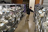 Audit: Marijuana-rich Oregon must prep for US legalization