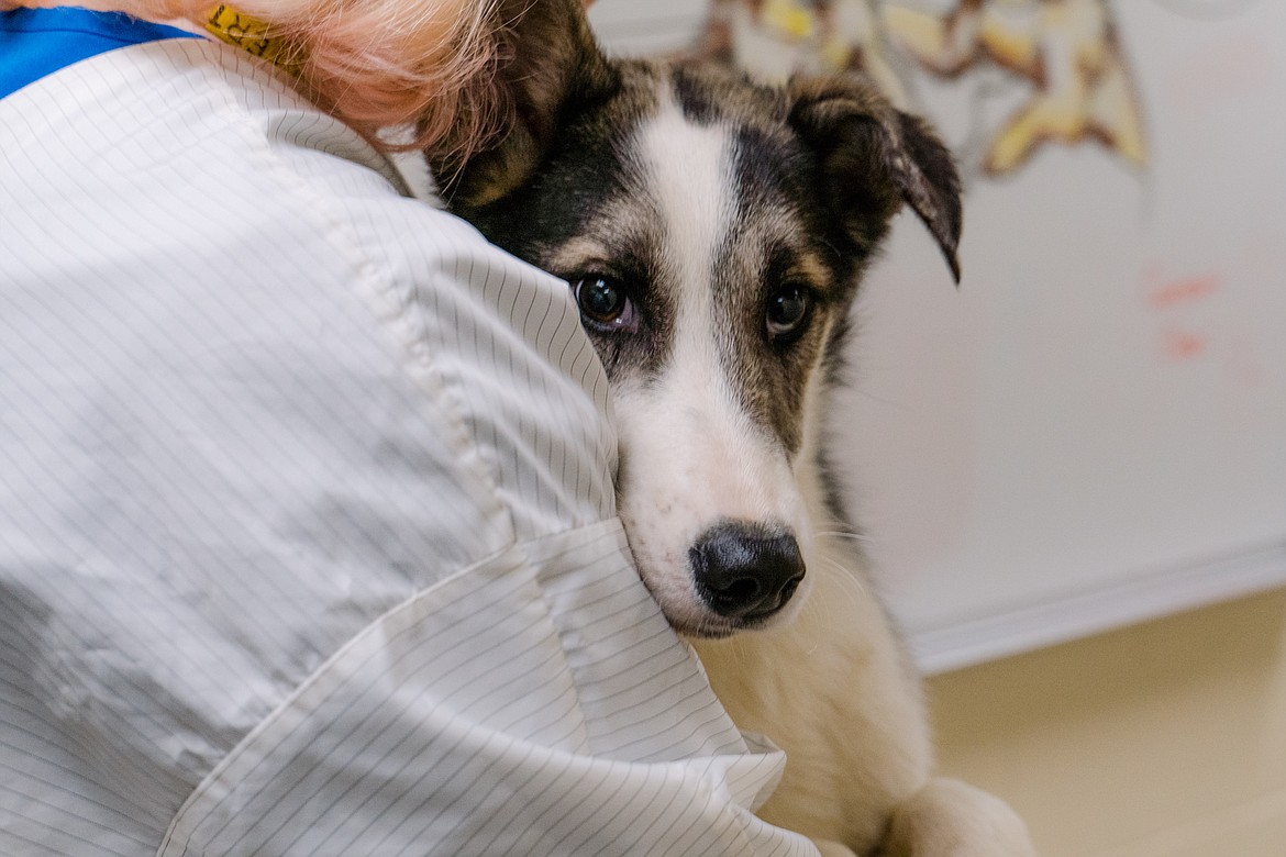 Better Together Animal Alliance is among more than a dozen nonprofits taking part in Idaho Gives. Above, one of a number of husky-type the shelter helped after they were found abandoned throughout the county.