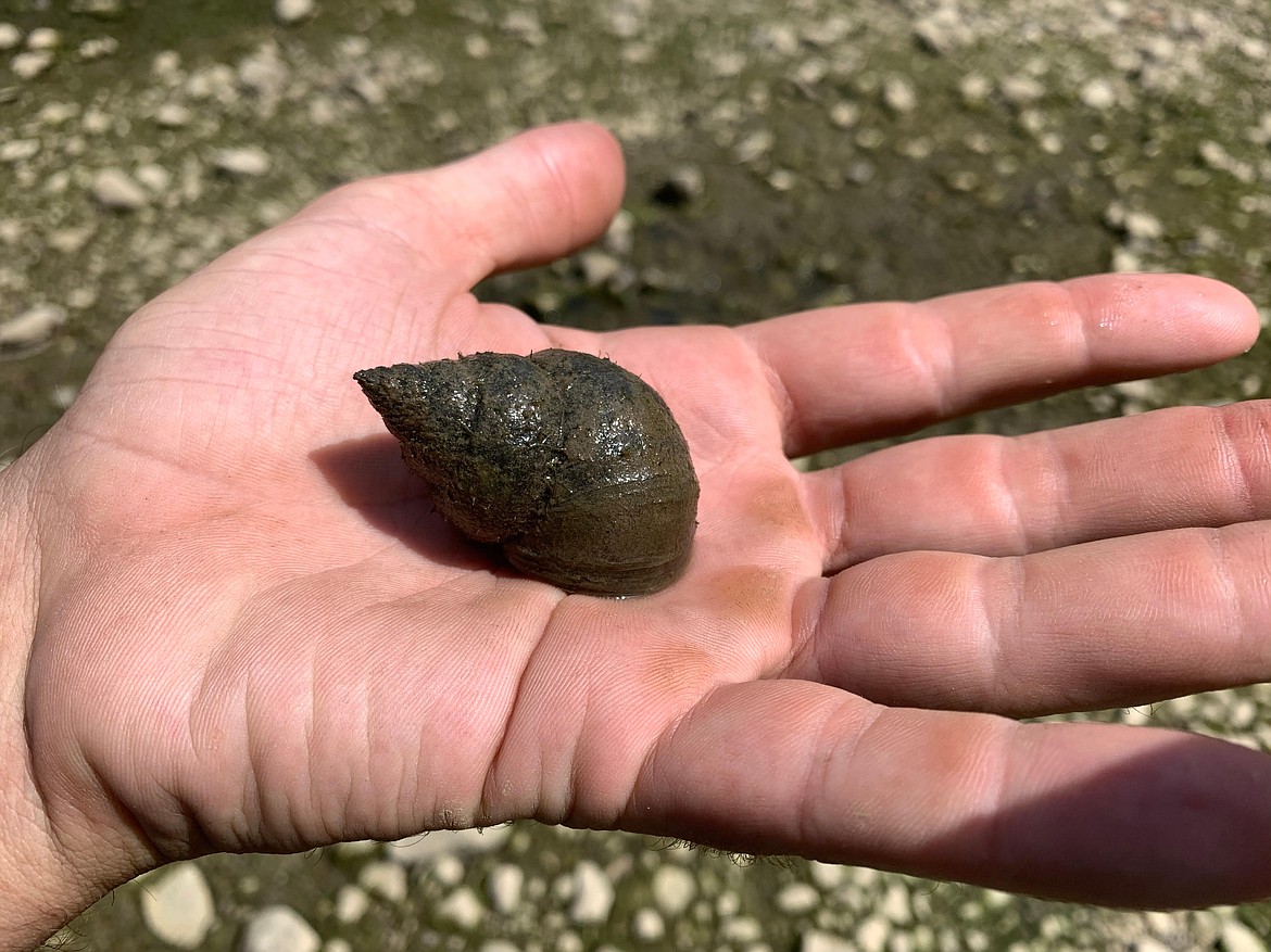 Post Falls Park Pond is closed until further notice because of an infestation of a non-native species, the Chinese mystery snail, along the bank and bed of the pond. The Post Falls Parks and Recreation Department and Avista are working together on management measures to remove the snails, the city announced in a news release.