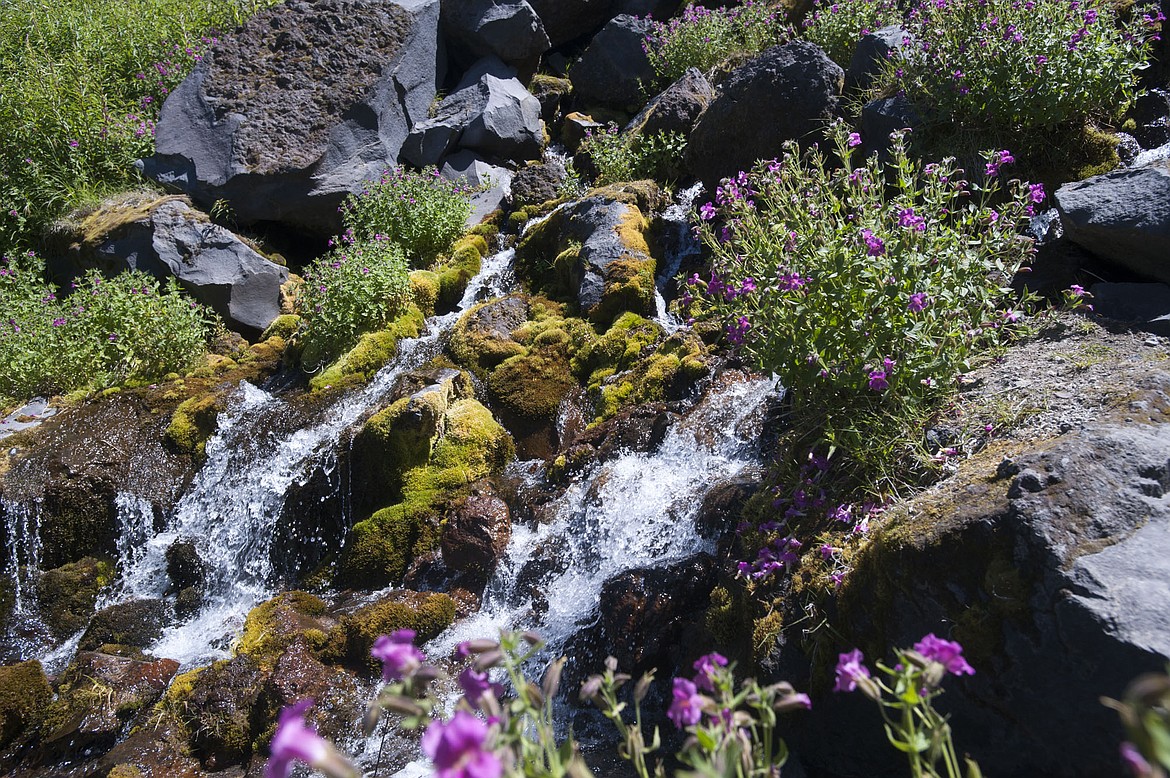 This June 25, 2015, photo shows a stream during an uphill hike on Mount St. Helens in Washington. A group of local media were invited to take part in a new hike that later in the summer the Mount St. Helens Institute will offer guided hikes featuring up-close views of the glacier and the inside of the crater.