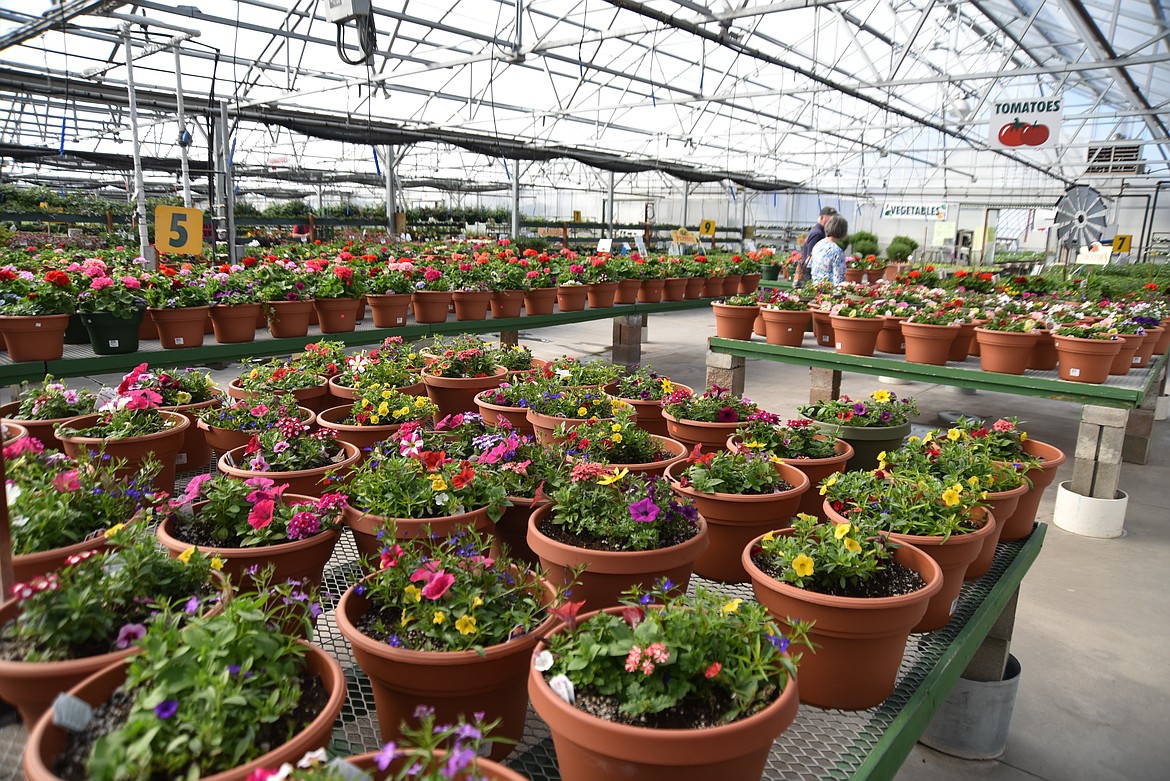 Customers shop at Hooper’s Garden Center in Evergreen on Friday, May 5. (Heidi Desch/Daily Inter Lake)