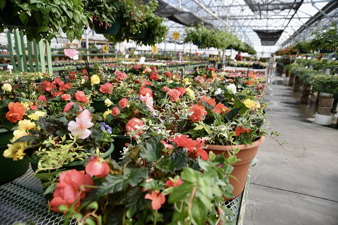 Planters full of flowers are lined up at Hooper’s Garden Center in Evergreen. (Heidi Desch/Daily Inter Lake)